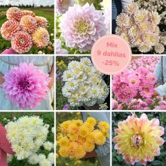 Mix Blushing Beauties (9 dahlias)