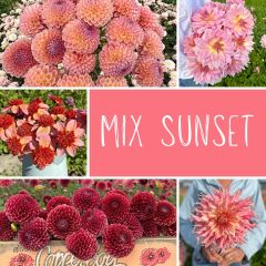 Mix dahlias Sunset (5 dahlias)