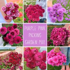 Mix Picking Garden - Purple pink *