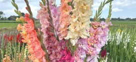 Gladiolus bulbs