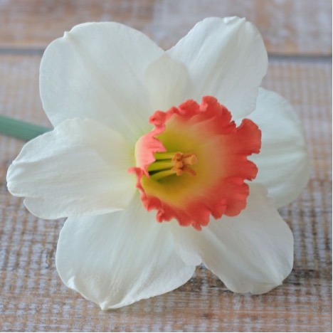 Narcissus Pink Charm