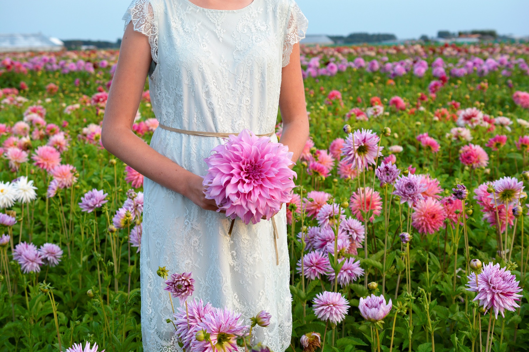 Dahlia Vassio Meggos