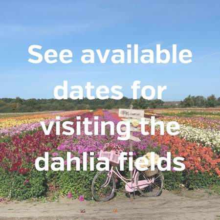 visit dahlia fields